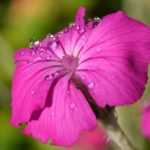 Lychnis, Campion: to plant, to grow and to maintain