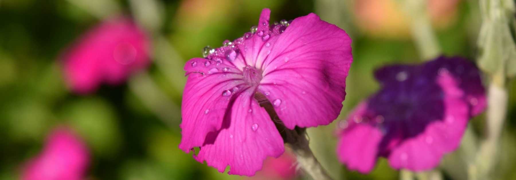 Lychnis, Campion: to plant, to grow and to maintain