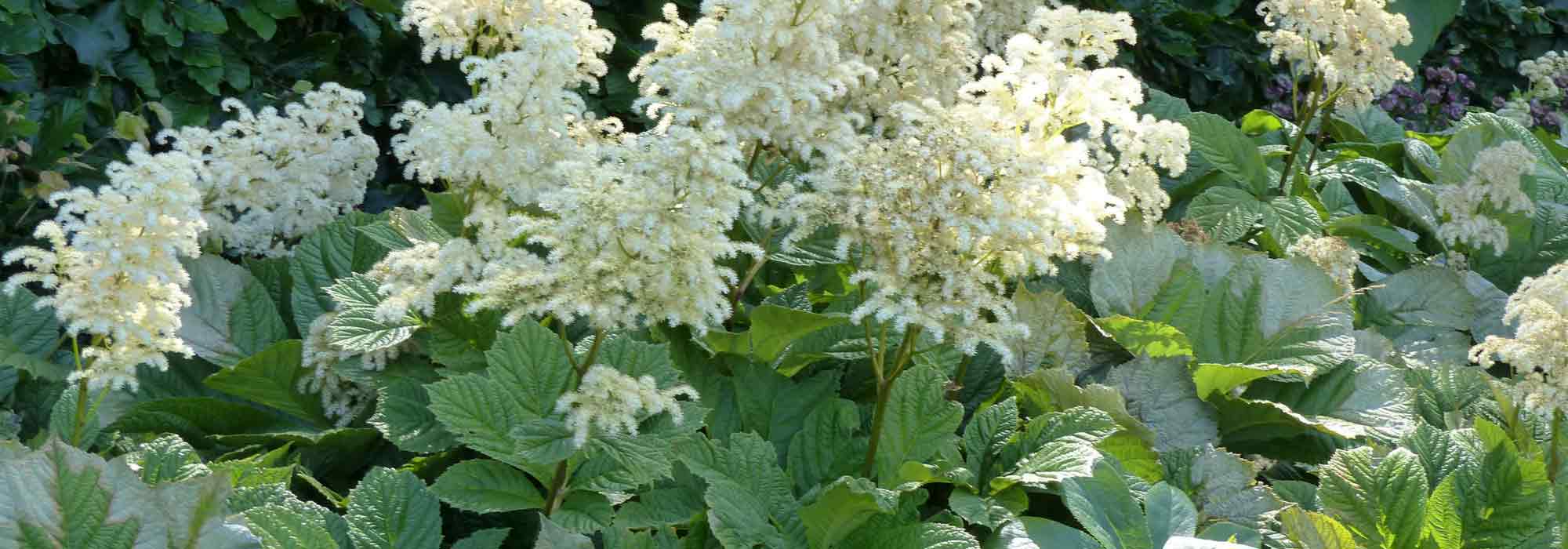 Rodgersia: planting, cultivation, care