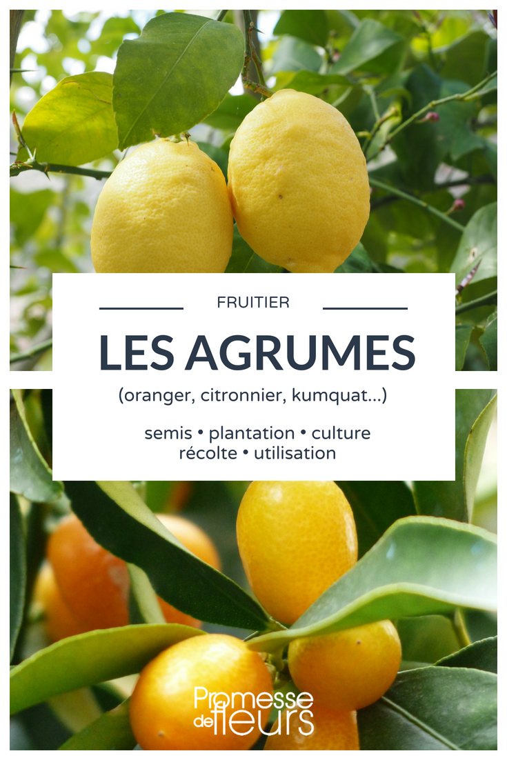 citrus trees