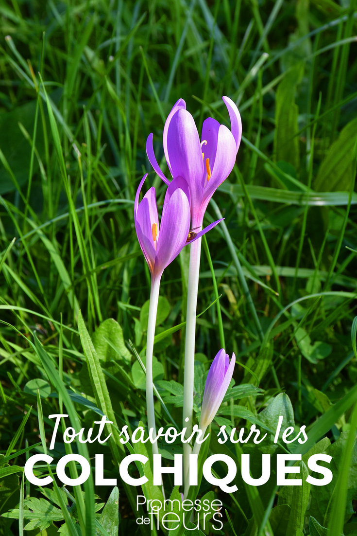 autumn crocuses