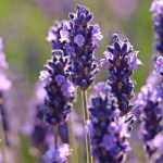 Lavenders: the safe bets