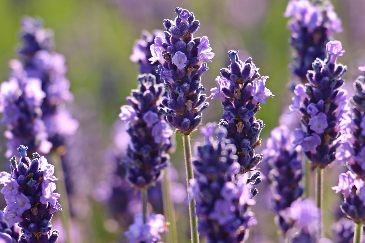 Lavenders: The Sure Values