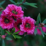 Tea tree, *Leptospermum*: plant, prune and maintain