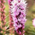 Kansas plume, *Liatris spicata*: planting and maintenance