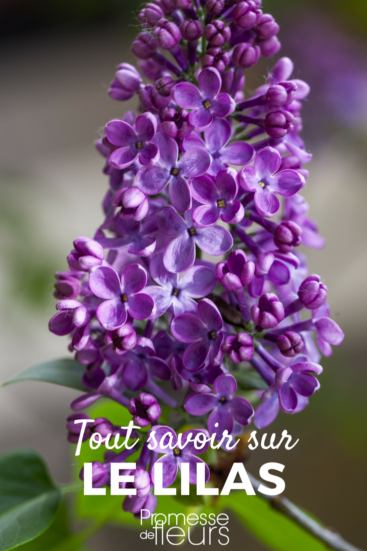 Lilac - Syringa