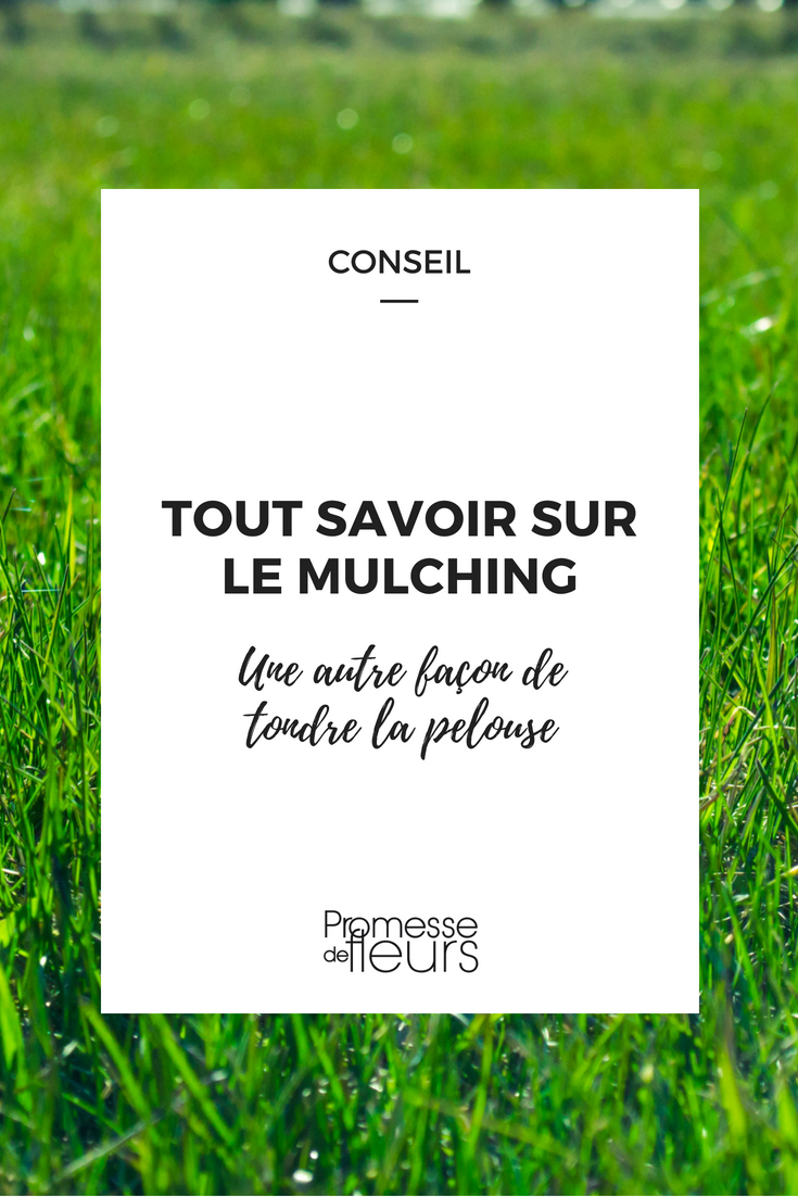 Mulching: Everything You Need to Know