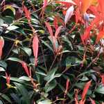 Photinia : plant, pruning and maintaining