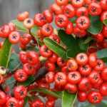 Pyracantha, firethorn: planting, pruning and maintaining