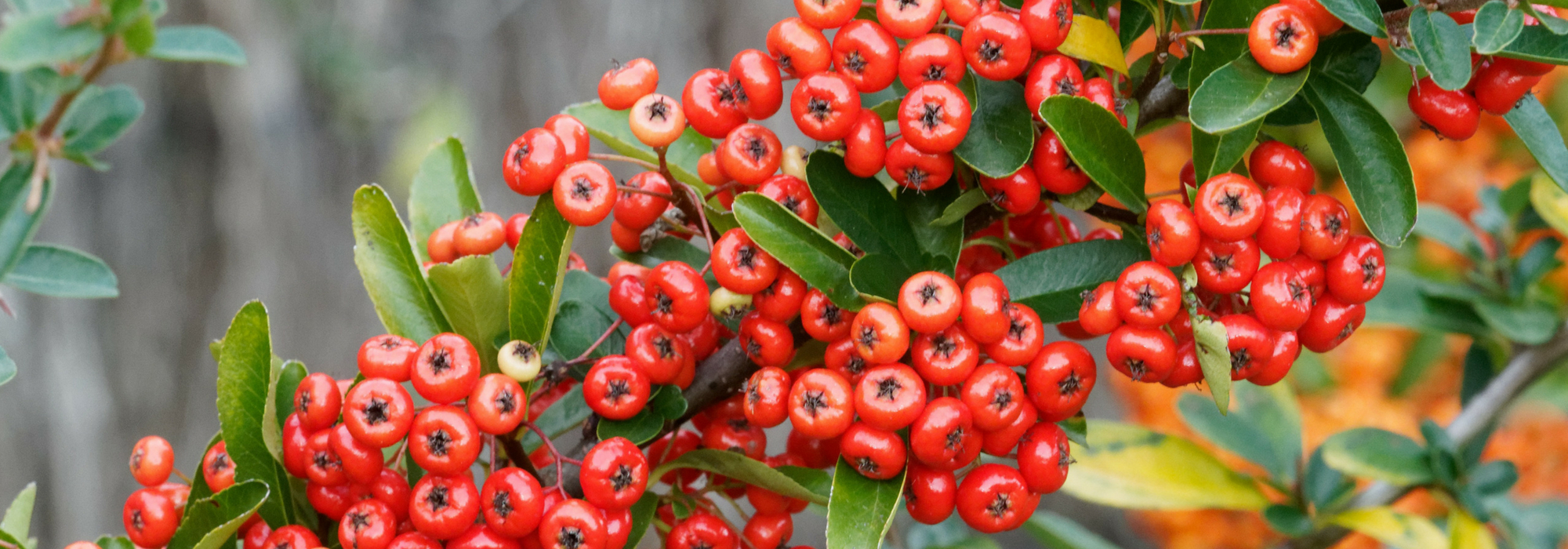 Pyracantha, firethorn: planting, pruning and maintaining