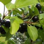 Rhamnus, nerprun, bourdaine : plant, prune and maintain