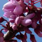 Judah tree, Cercis: plant, pruning and maintain