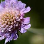 Knautia: planting, growing and care