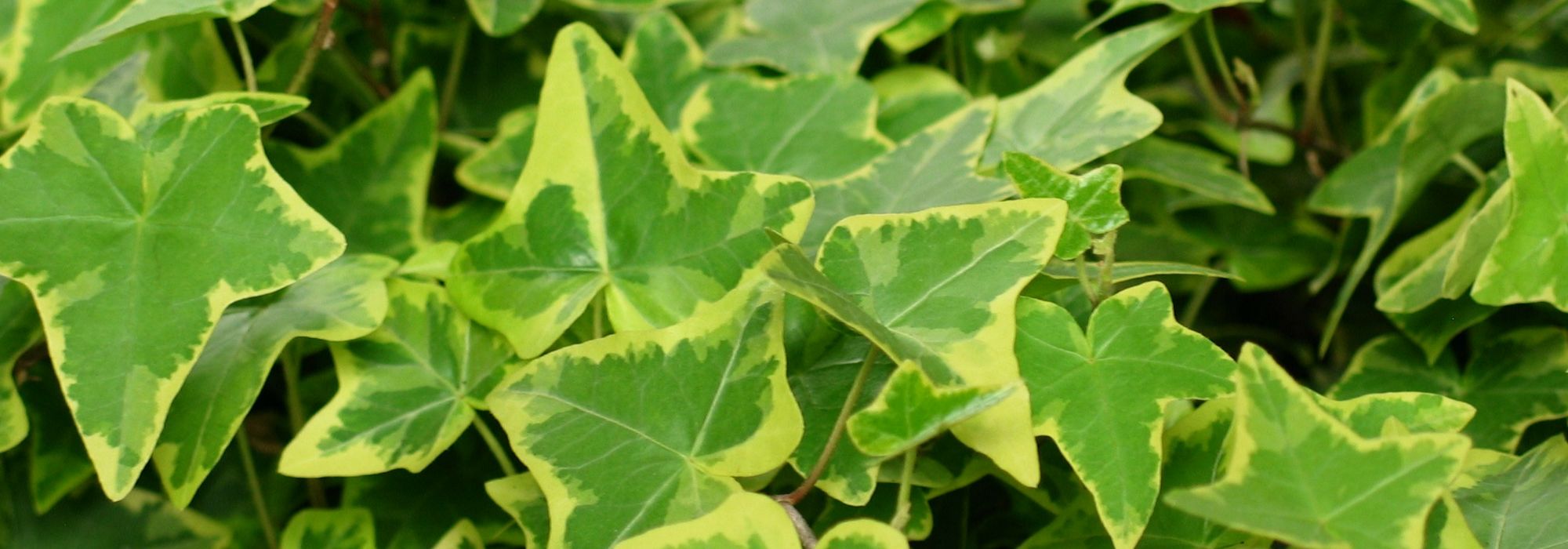 Ivy, Hedera helix: planting, growing, pruning