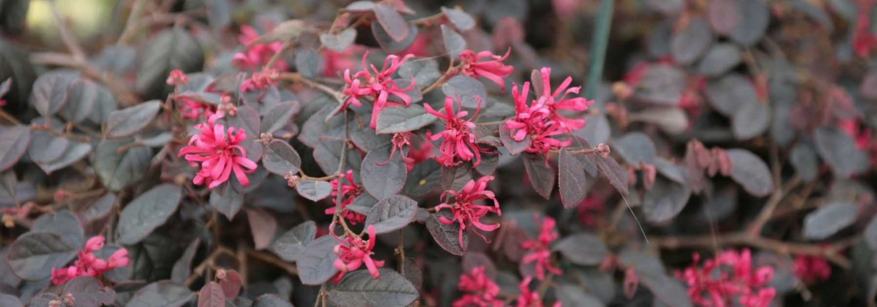 *Loropetalum*: planting, pruning and maintaining