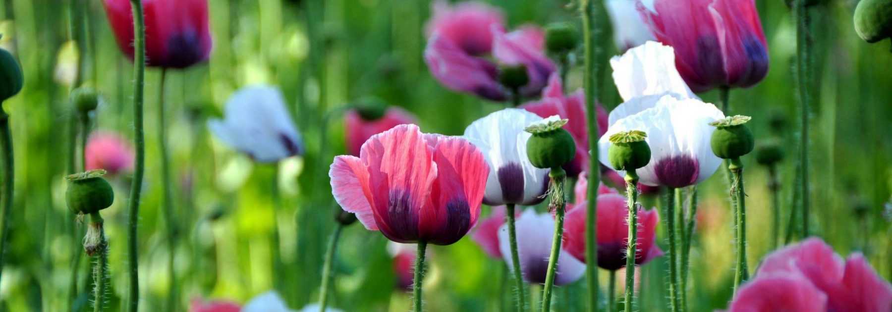 Annual Poppies and Corn Poppies: Sowing, Growing and Care
