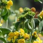 *Phlomis*, Jerusalem sage: planting, cultivation and maintenance