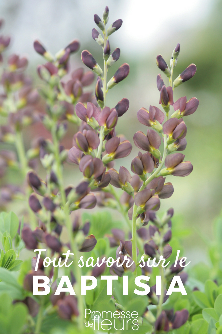 Baptisia or Indigo Lupin: Sowing, Planting, and Cultivating