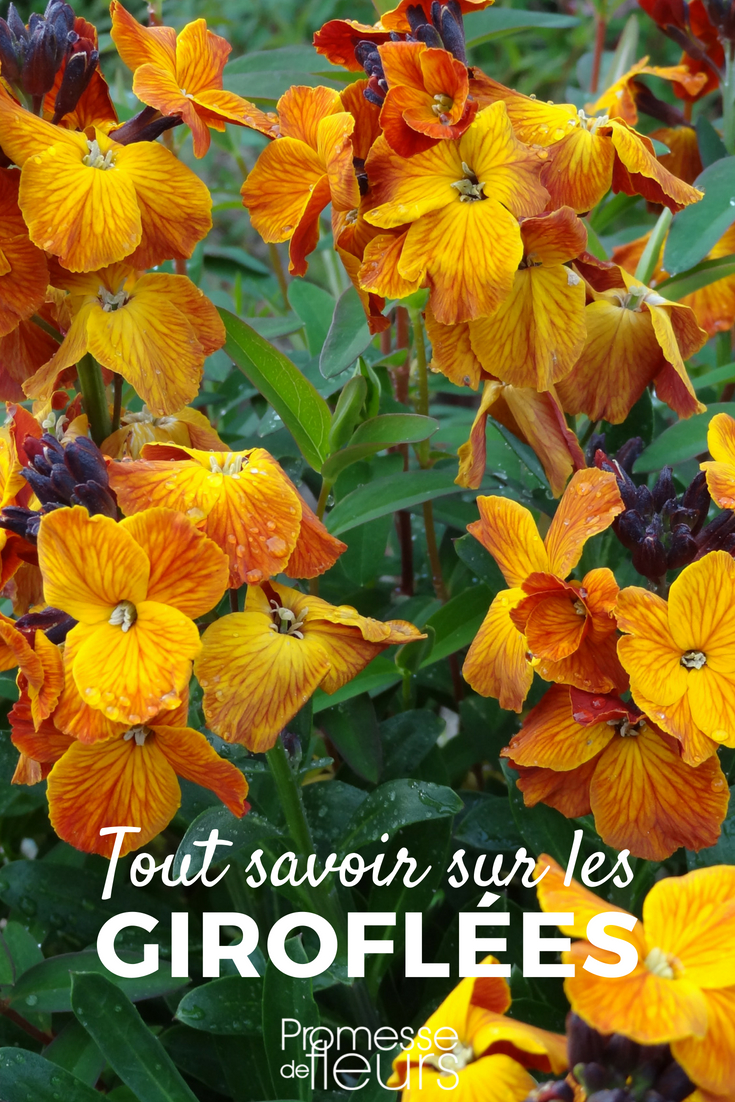 wallflowers