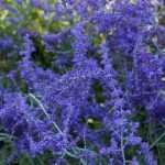 Perovskia, Afghan sage: planting, pruning and maintenance
