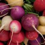 Radish: to sow, to grow, to harvest