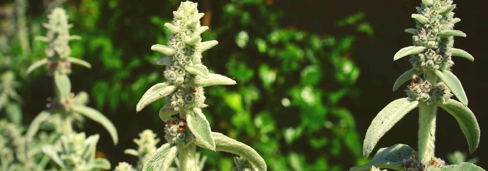 Bear's ear, *Stachys*: planting, cultivation and maintenance
