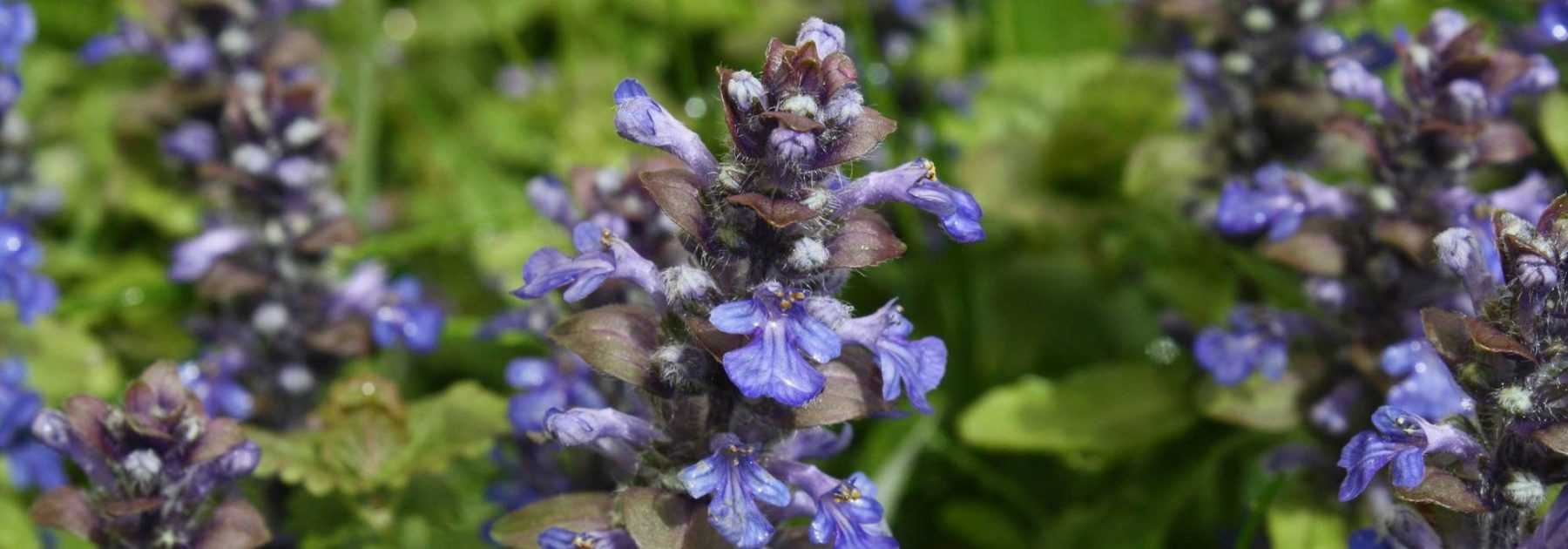 Ajuga : to grow, to grow, to maintain