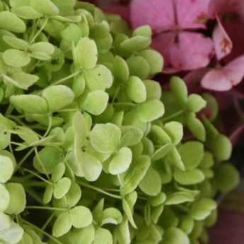 How to dry hydrangea flowers - Tutorial