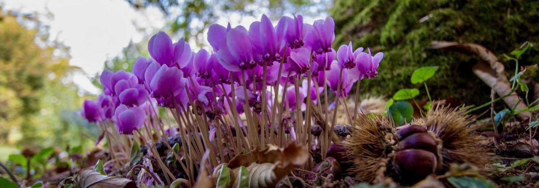 Cyclamen: Planting, Growing and Caring