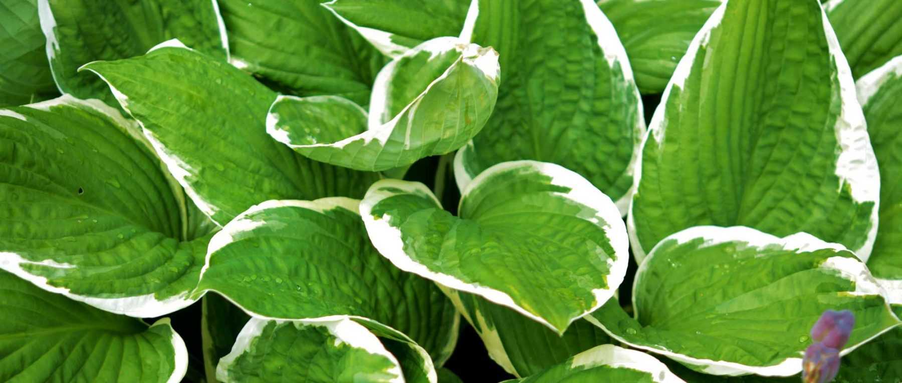 Hosta: planting, cultivation and maintenance