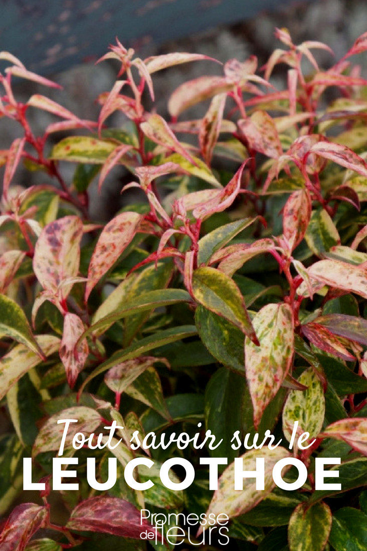 Leucothoe