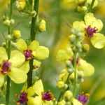 *Verbascum*, mullein: to plant, to grow and to maintain