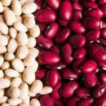Beans: to sow, to grow, to harvest in the vegetable garden