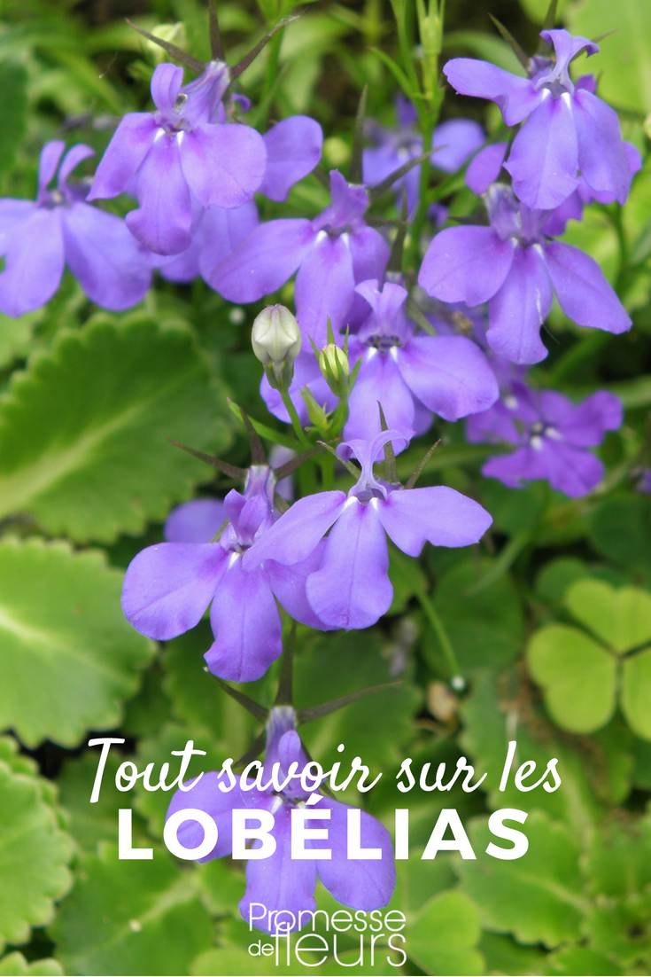 Lobelia, Lobelia: Sowing, Planting, Cultivation, and Care Discover everything you need to know about the Lobelia, whether annual or perennial: sowing, planting, cultivation, and maintenance... as well as our tips for pairing it in the garden or in hanging baskets.