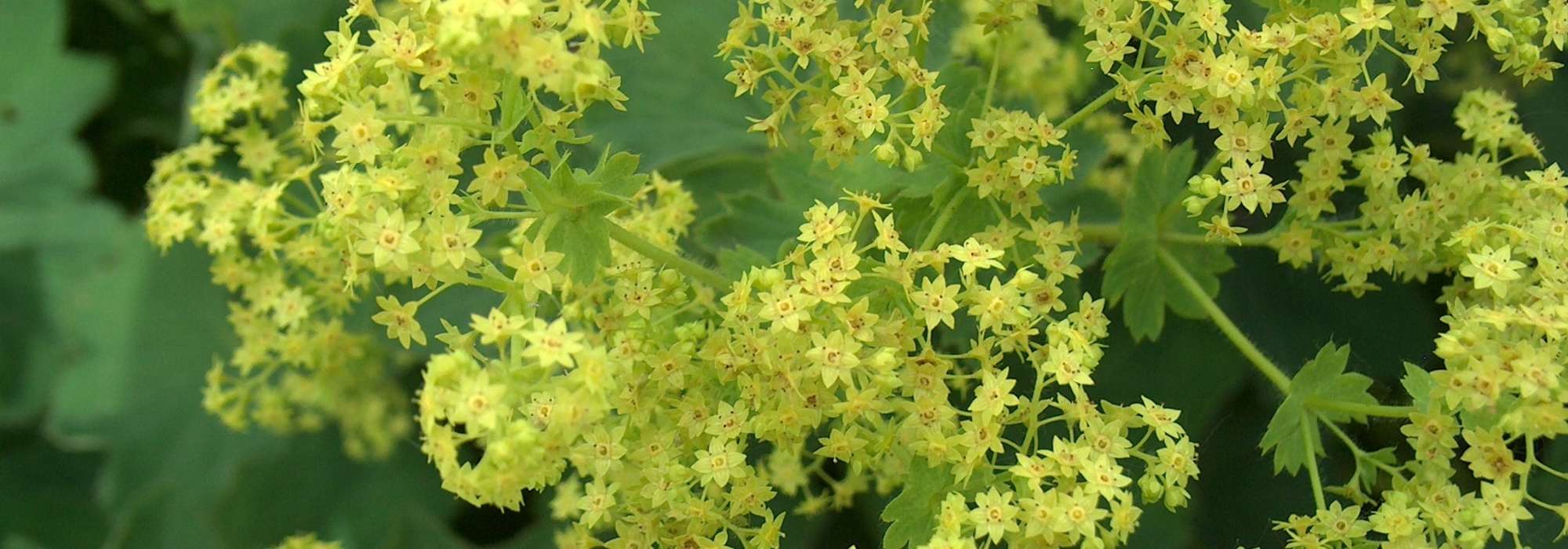 Alchemilla: planting, cultivation and maintenance