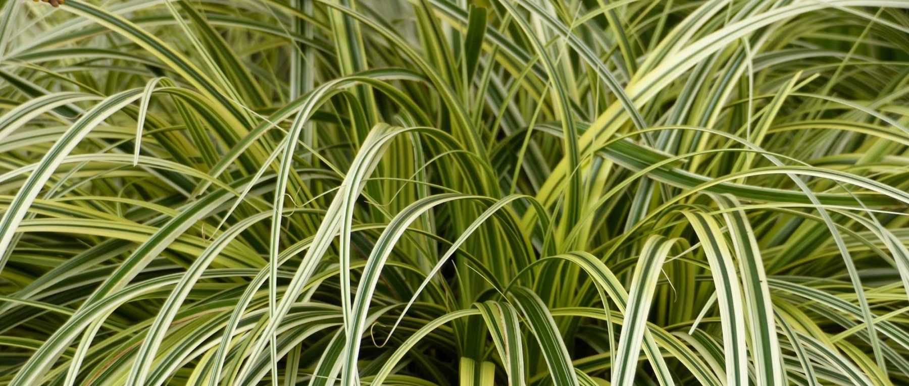 Carex: Planting, Dividing and Caring for Your Young Plants
