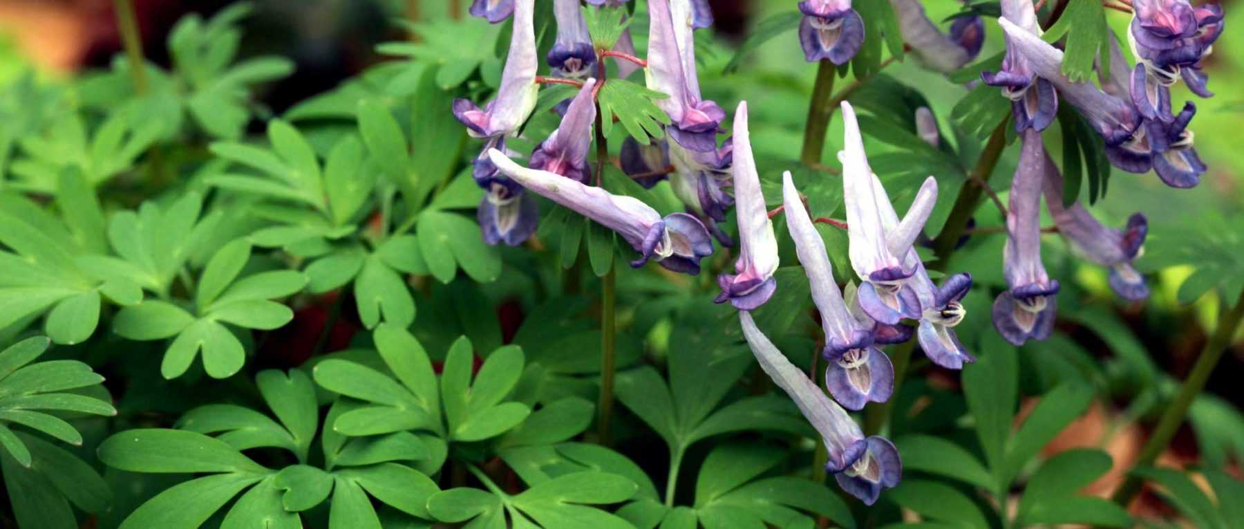 Corydalis : to plant, to grow and to maintain