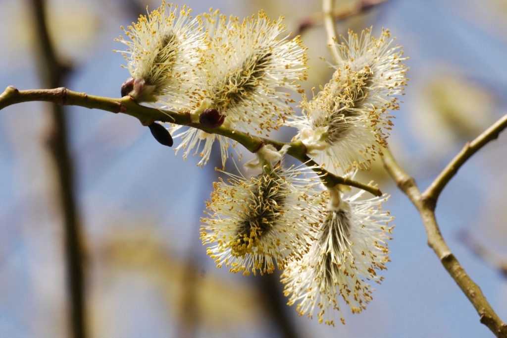 Willow, Salix: plant, prune and maintain
