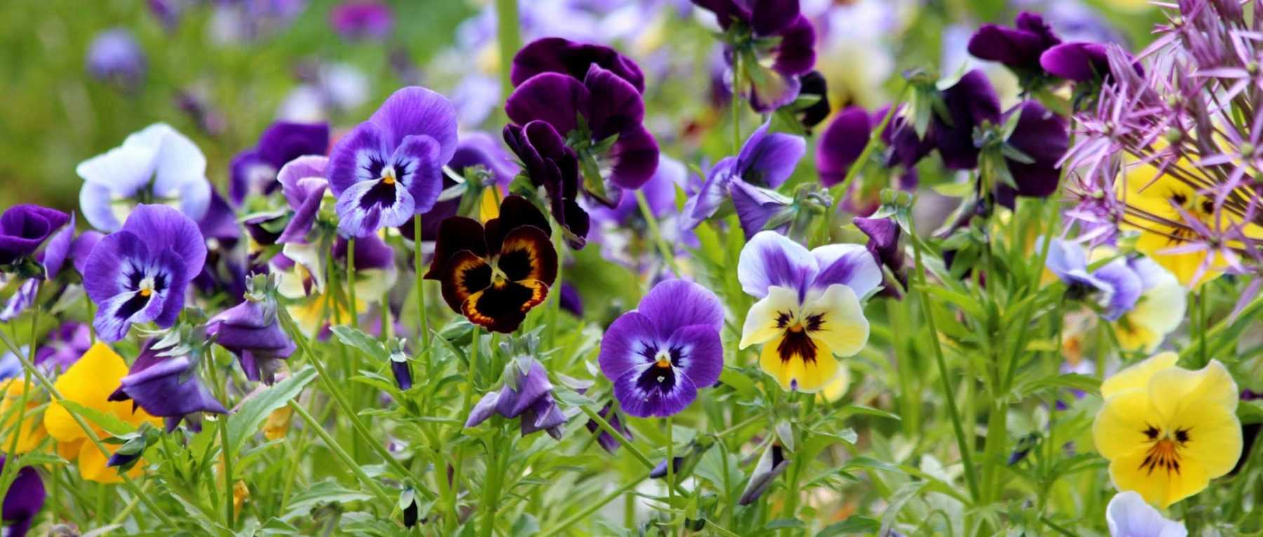 Pansies: Cultivation, Sowing, Planting and Care