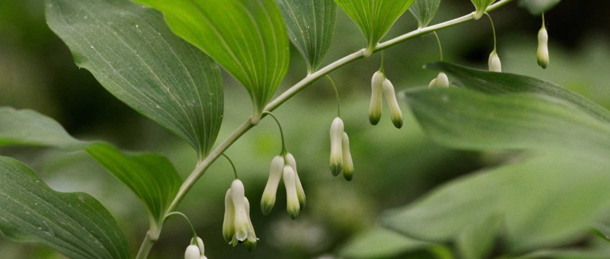 Sceau de Salomon, *Polygonatum* : planter, diviser et entretenir