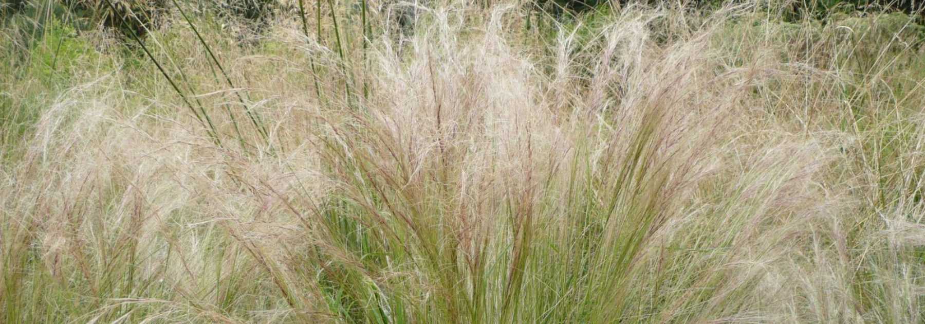 Stipa, Angel hair: planting, pruning, care