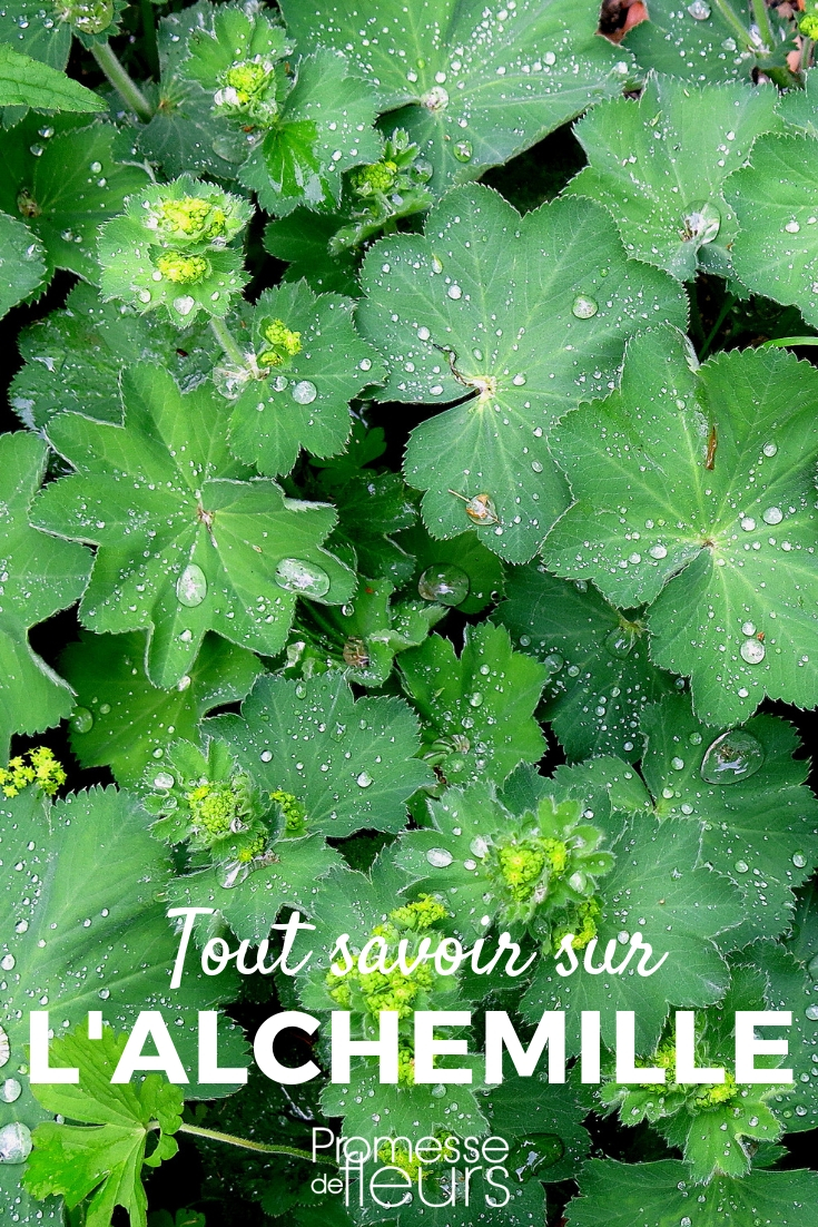 lady's mantle Lady's Mantle: Planting, Care, and Companionship