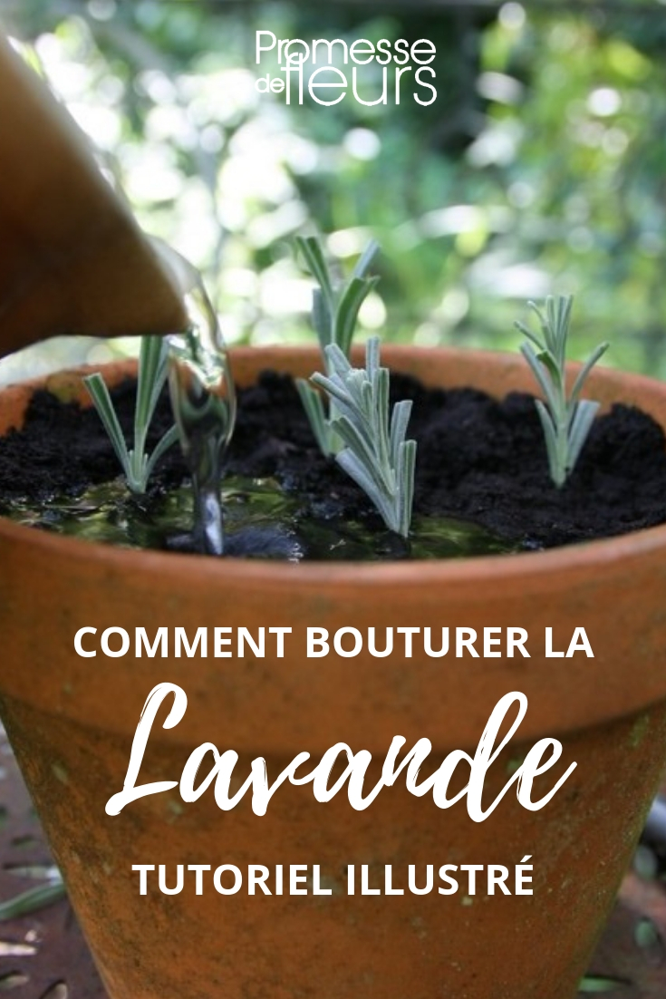 Taking Cuttings from Lavender - A Tutorial (1)