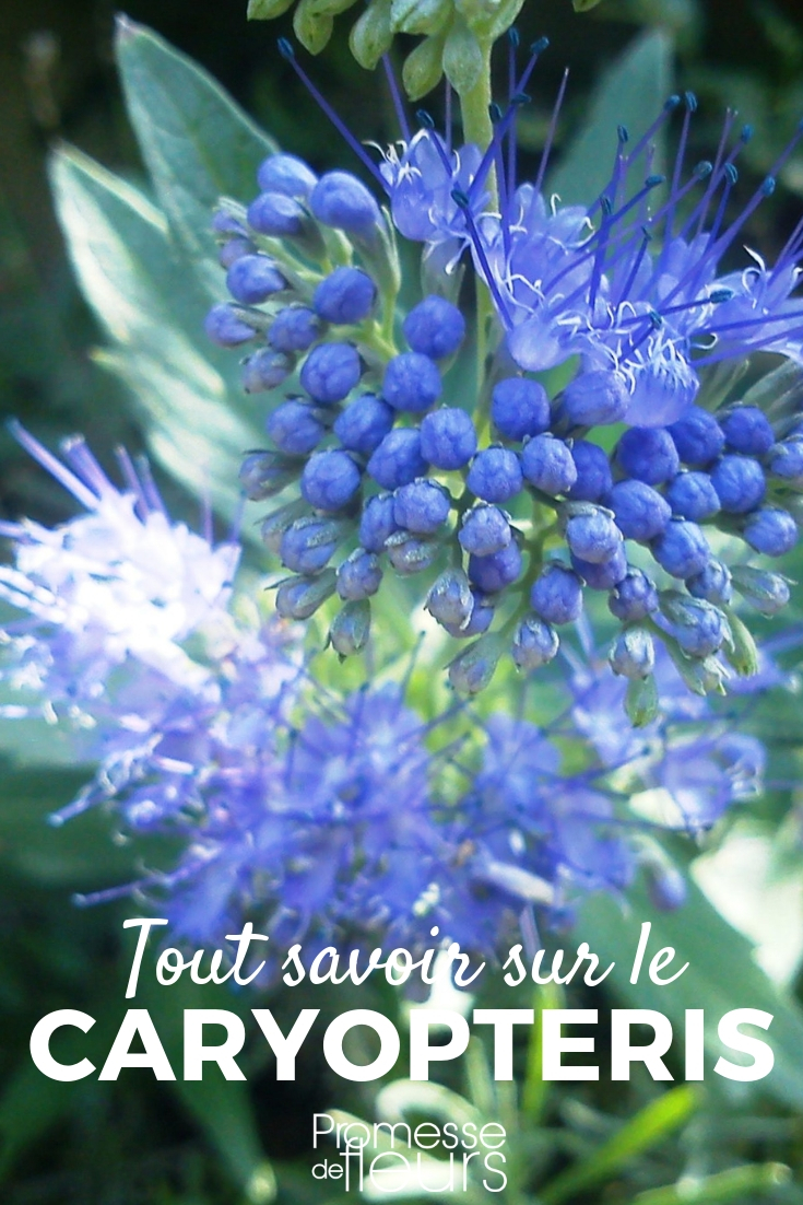 Caryopteris: Planting, Pruning, and Maintenance Caryopteris, bluebeard