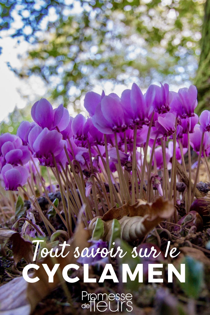 Cyclamen - Everything You Need to Know Cyclamen: Planting, Cultivating, Maintaining