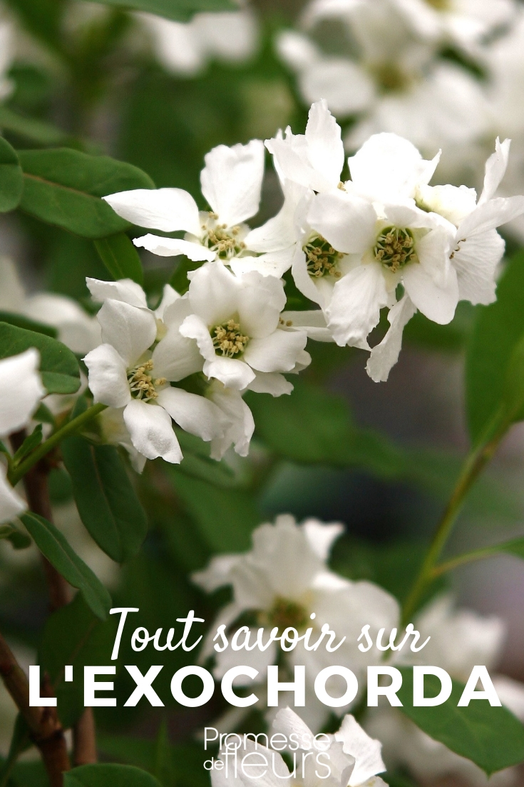 Exochorda, the Pearl Bush - Everything You Need to Know Exochorda, the Pearl Bush - Everything You Need to Know