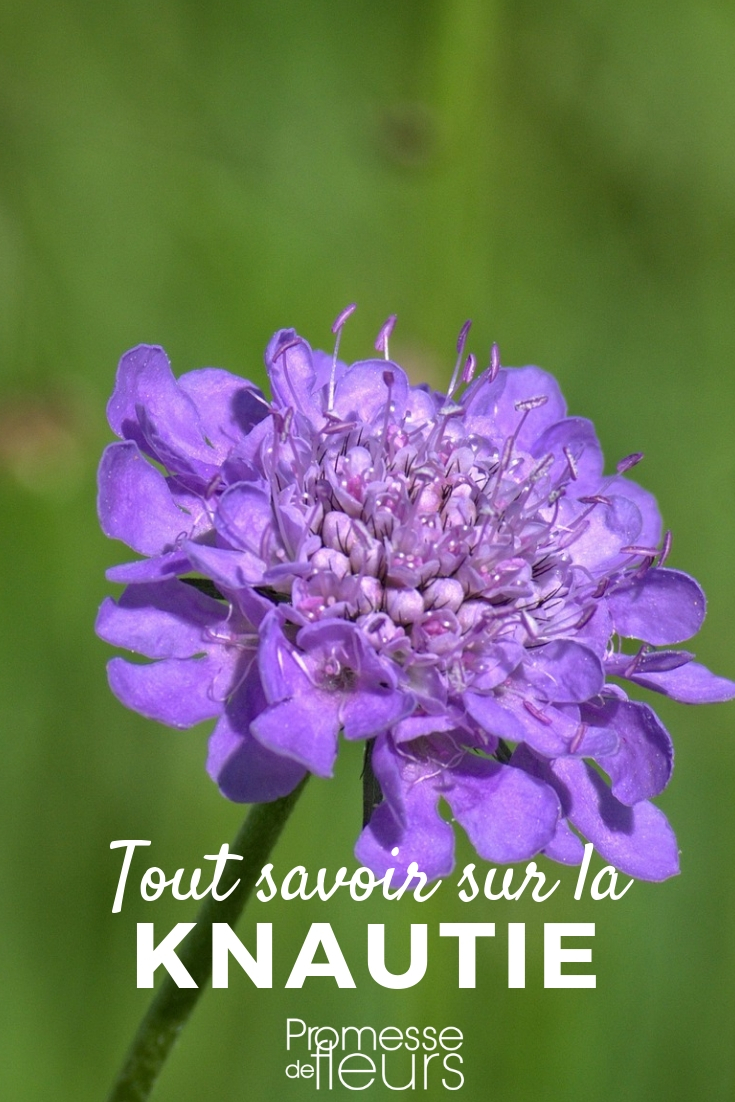 Knautia: Planting, Cultivating, and Maintaining Young Plants Field Scabious, Knautia: Everything You Need to Know