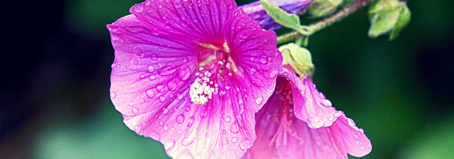 Lavateras, shrubby and annual: planting, sowing, pruning, maintenance