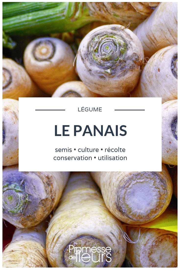 Growing Parsnips in the Vegetable Garden