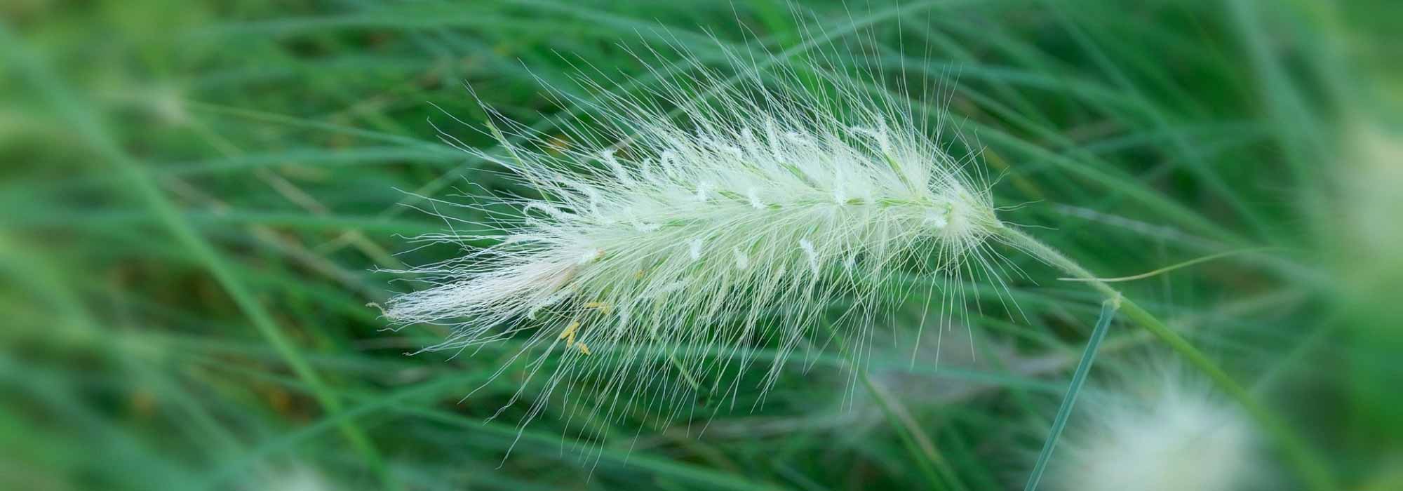 Pennisetum - herb aux écouvillons : planting, pruning, maintenance